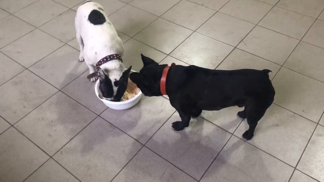 Французские бульдоги и конкуренция... смотреть онлайн