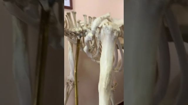 Что есть в скелете обезьяны, чего нет у человека ? #биология #огэ #егэ #огэ2023 #shorts #обезьяна смотреть онлайн