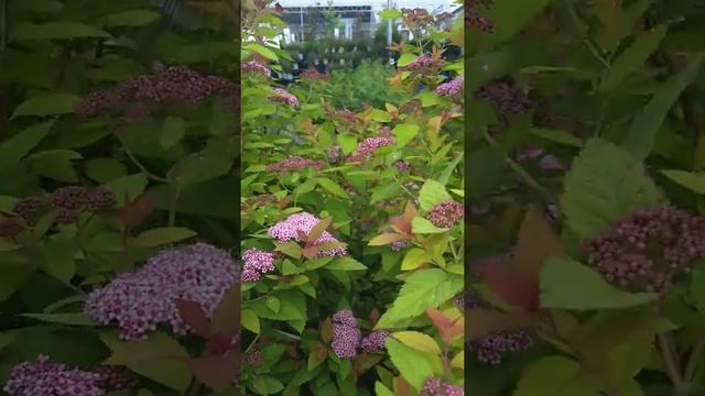 Spirea Double Play Big Bang смотреть онлайн
