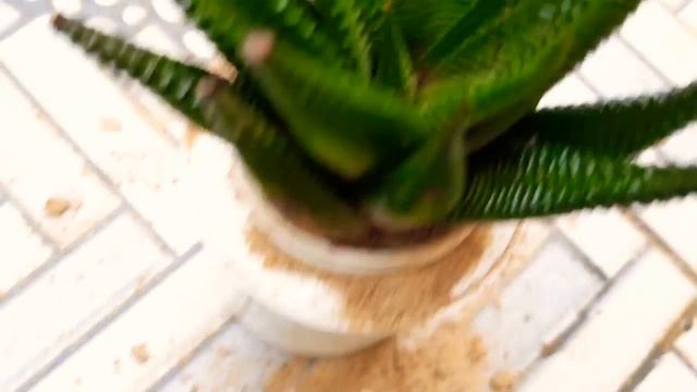 Succulent Haworthia limifolia Plant Grow and Caring Tips смотреть онлайн