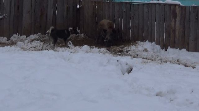 Чарыш сын Дар-Бакса будни смотреть онлайн