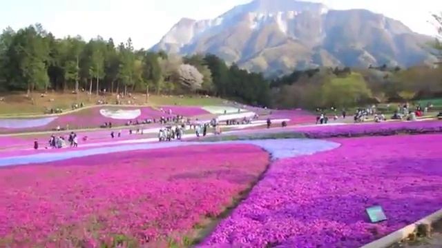 Розовый мох в парке Хицузияма.Shibazakura(Moss Pink) смотреть онлайн