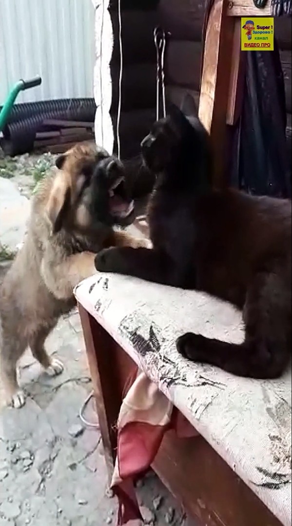 Завели щенка кот в шоке смотреть онлайн