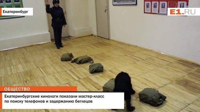 Екатеринбургские кинологи показали мастер класс по поиску телефонов и задержанию беглецов смотреть онлайн