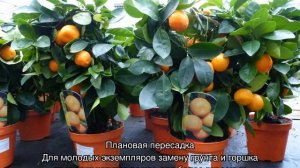 Каламондин — уход в домашних условиях за цитрусом