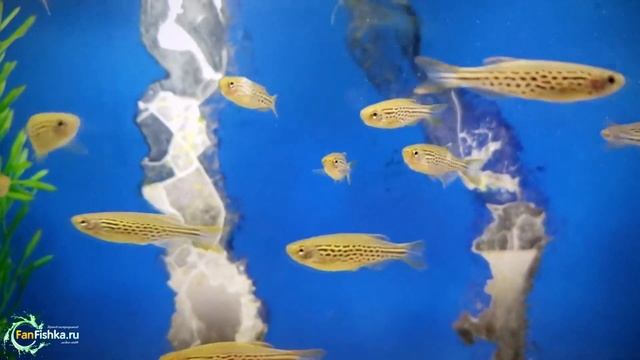 Рыбки данио и все о них! смотреть онлайн