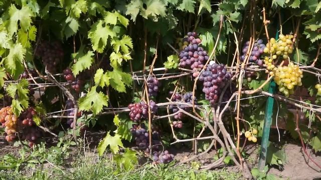 Виноград сорт Низина (сентябрь) смотреть онлайн