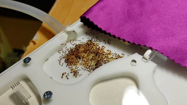 Перевозка МУРАВЬЕВ из-за ГРАНИЦЫ. ОПАСНО! смотреть онлайн