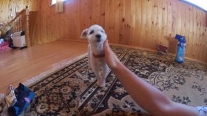 Кот Кевин сильно плачет | прощание с родителями