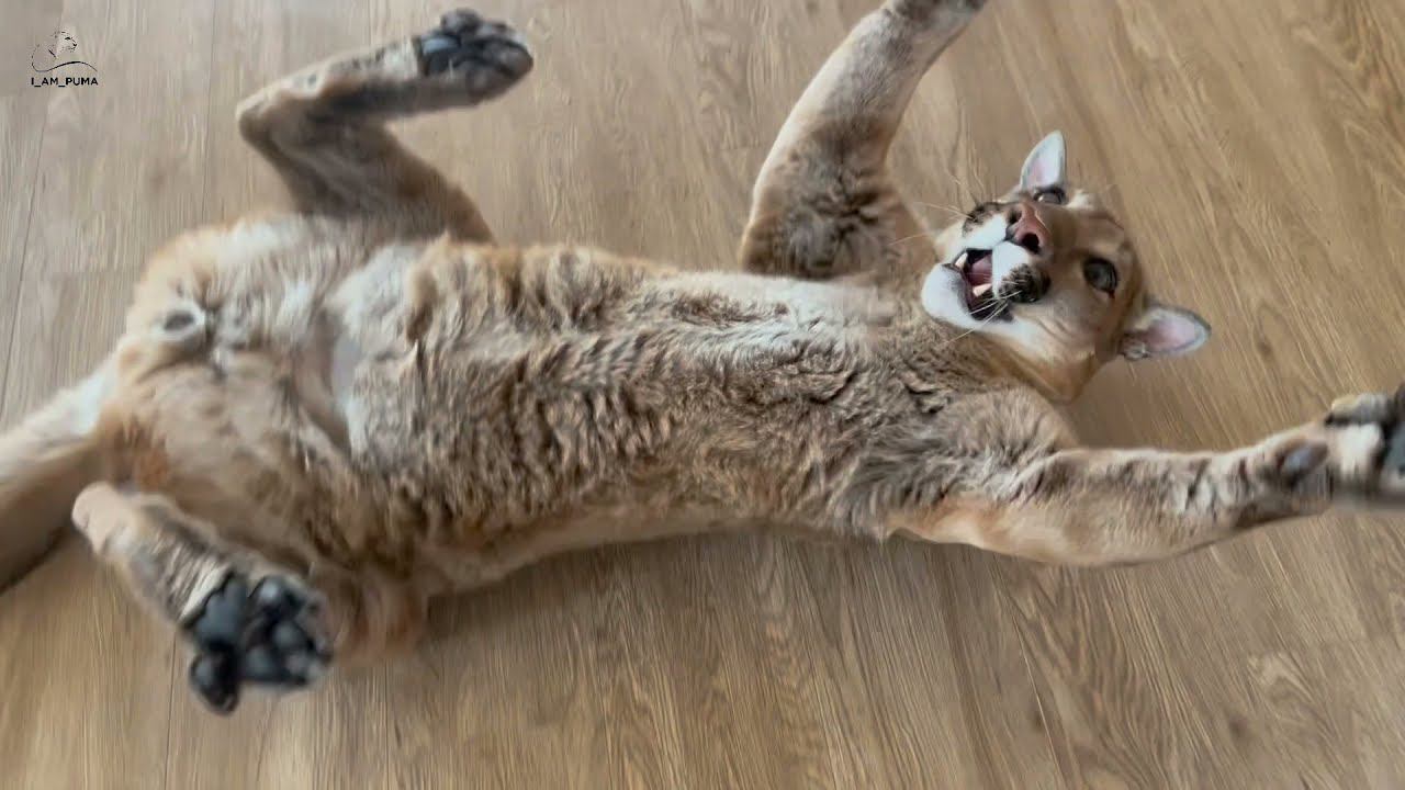 Месси играет с Машей или с жирафом? Тонкая грань!