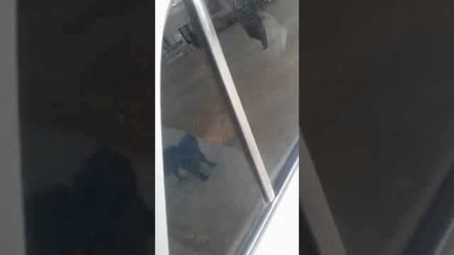 Черный собака смотреть онлайн