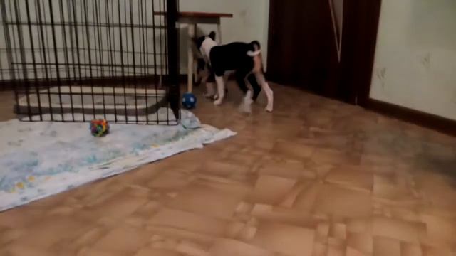 басенджи щеночки смотреть онлайн