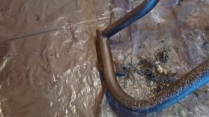 Смывка краски дешёвый удалитель краски из Леруа Мерлен смывка старой краски