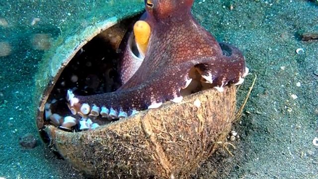 MEGALODON VS GIANT OCTOPUS - Who Would Win? смотреть онлайн