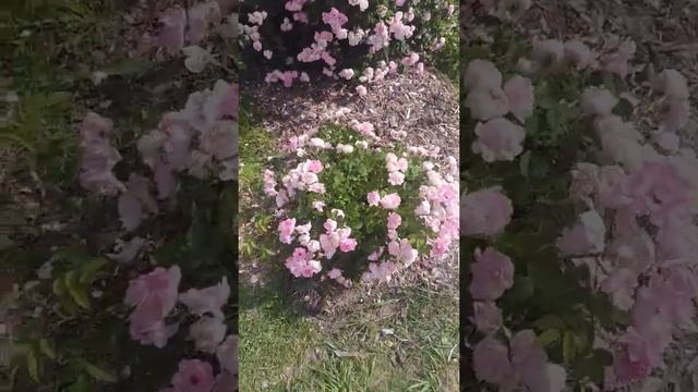 Плетистые розы Raubritter, Германия, (1936 г.) смотреть онлайн