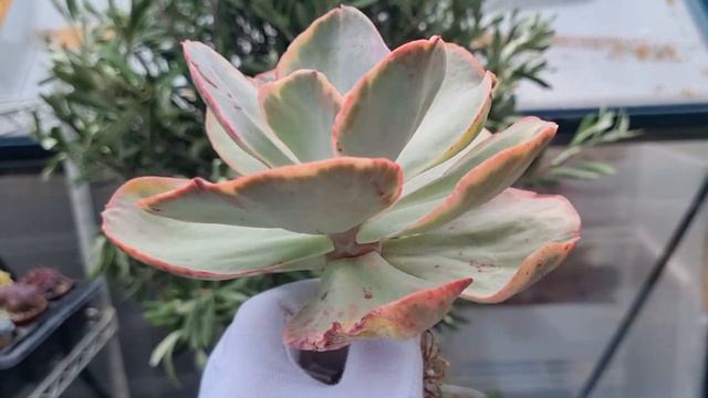 Echeveria Ice Age