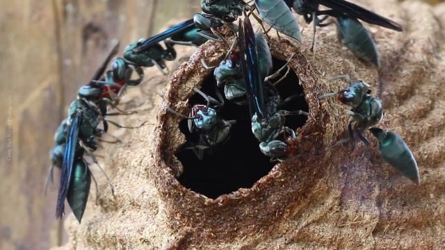 Warrior Wasp Day 9 - The Nest is Almost Complete and I touch it with a stick! смотреть онлайн