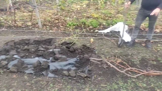Вкривання лози винограду, способи вкривання на зиму смотреть онлайн