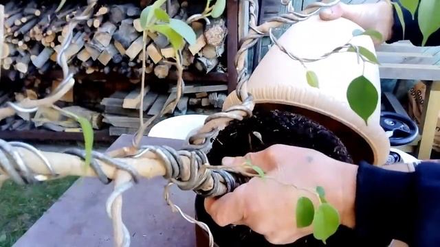 Бонсай из фикуса Бенджамина. Сосед Игорек. смотреть онлайн