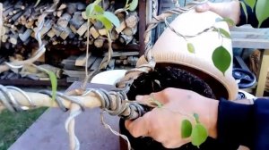 Бонсай из фикуса Бенджамина. Сосед Игорек.