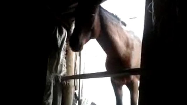 Старая конюшня - новый конь смотреть онлайн