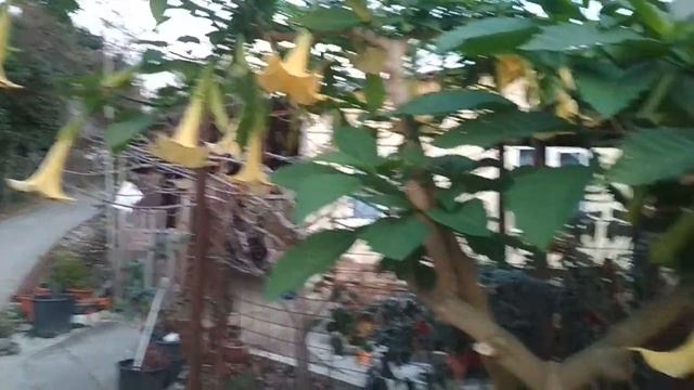 Сочи готовится к Новому году. смотреть онлайн