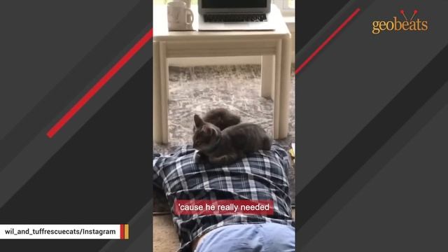 Couple's first cat adoption doesn't go as expected смотреть онлайн