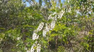 маслина, жожоба, акація, павловнія.