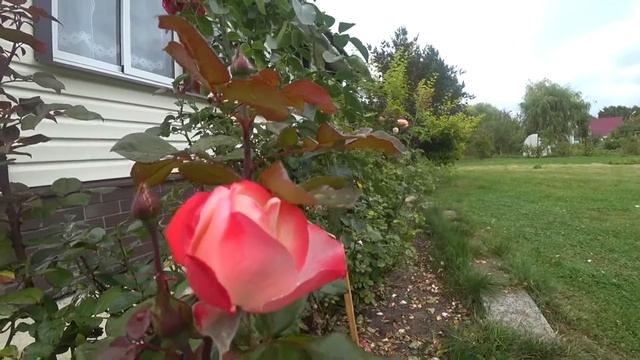 Минусы дачи в СНТ. смотреть онлайн