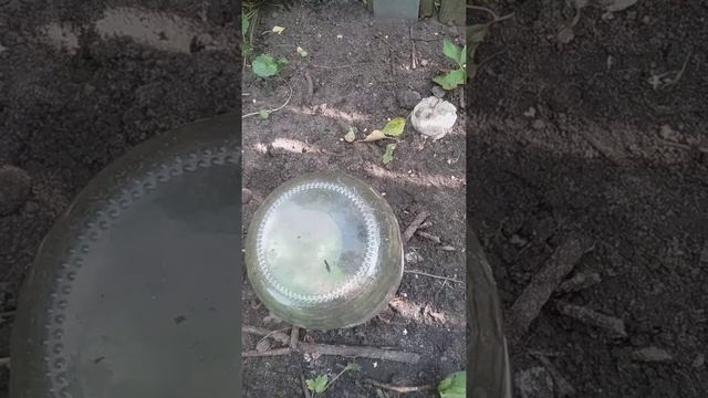 Время размножать барбарис. Изгородь своими руками. смотреть онлайн