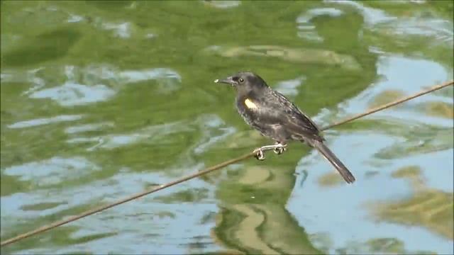 Sony FDR AXP35 4K Handycam With Built In Projector