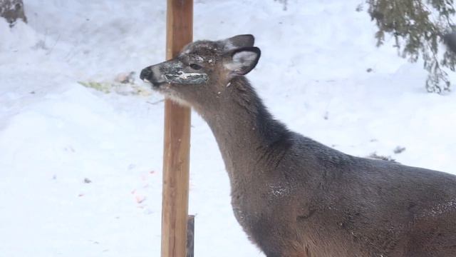 Funny Deer on her two legs & scratches her face-Minnesota USA смотреть онлайн