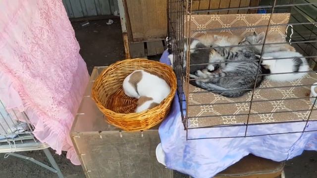РЫНОК ГДЕ ОЧЕНЬ МНОГО ЖИВОТНЫХ смотреть онлайн