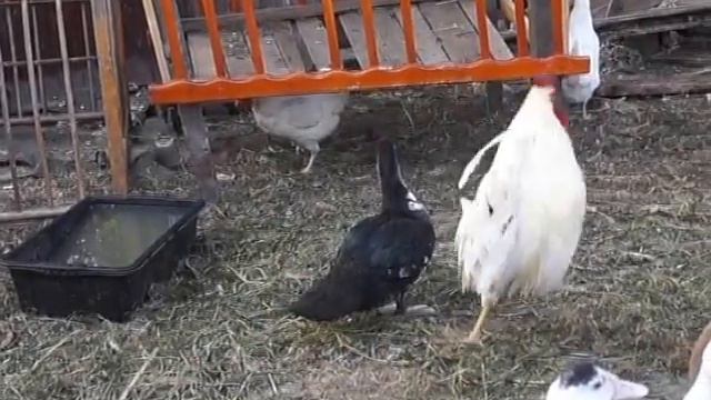 KoZa DeReZa / УТРО В КУРЯТНИКЕ / смотреть онлайн