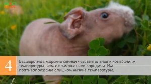 6 интересных фактов о скинни