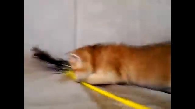Британский котенок золотого окраса. Котики из "Шрека". ))) смотреть онлайн