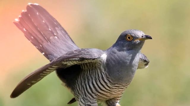 Звук кукушки: как кукует кукушка? смотреть онлайн