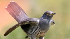 Звук кукушки: как кукует кукушка?