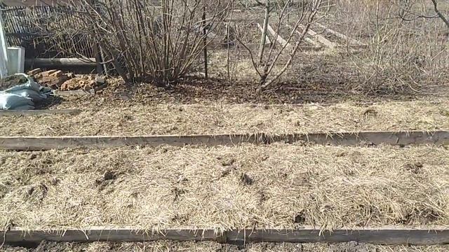 Готовлю грядки под посадку рассады клубники весной 2021 г // Ягодная Империя Анастасии смотреть онлайн