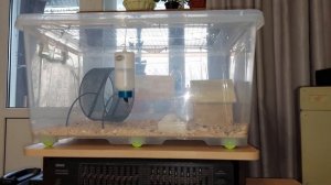 Насколько выгодно заниматься разведением зофобаса? зоофобас, личинки жука Разведение Содержание Цен