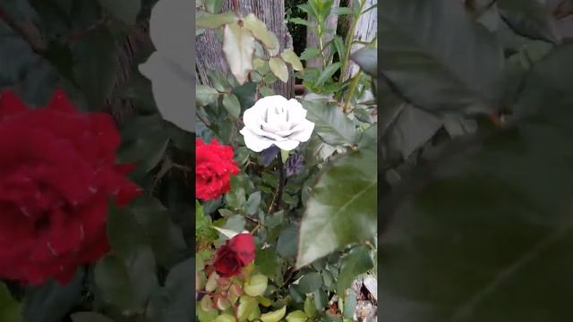 Кованая роза среди живых роз смотреть онлайн