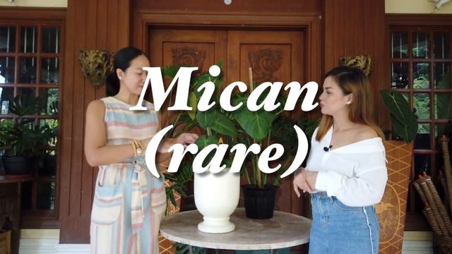 21 Philodendron Varieties 🍃 (RARE & POPULAR) + Giveaway | Hardin Ng Bituin смотреть онлайн