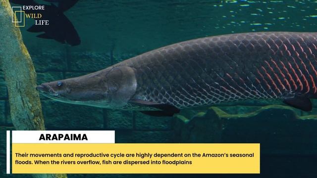 Arapaima Gigas: the freshwater giant fish - Arapaima best amazing facts - Explore Wildlife смотреть онлайн