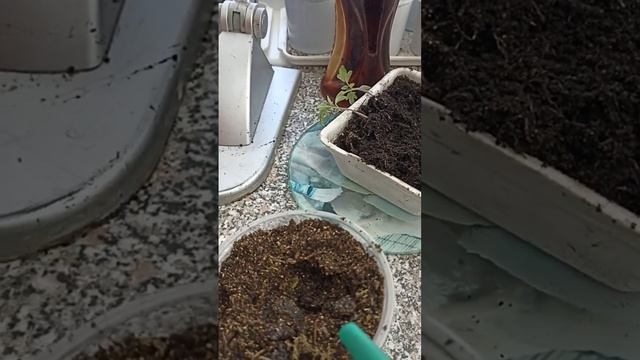 Сибирь. Пикирую томаты без заморочек! смотреть онлайн