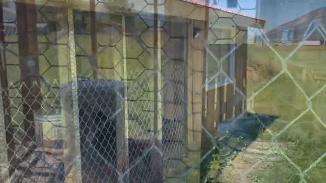 How Cool is this Chicken COOP!! смотреть онлайн