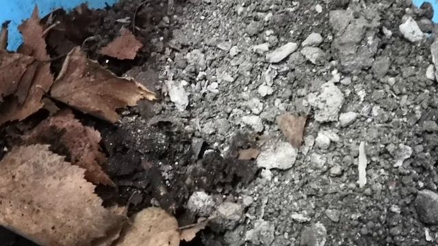 Подготовка листовой земли для фикусов смотреть онлайн