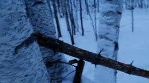 проскок на соболя в реальных условиях