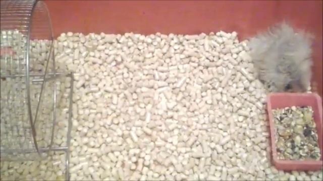 ИСТОРИЯ ПОЯВЛЕНИЕ ХОМЯКА ХОМЫ. The history of the hamster. смотреть онлайн