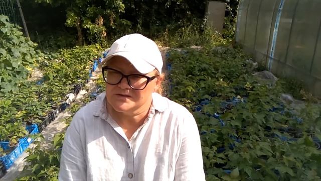 Рассада малины и ежевики с ЗКС в августе, пригород Воронежа смотреть онлайн