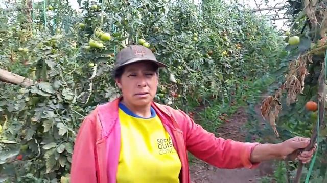 Как выращивают помидоры на экваторе